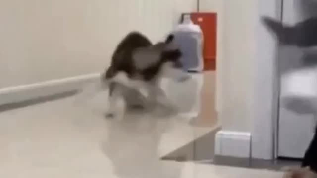 Husky Dog Got Angry | Funny Dog Video Aww Animals