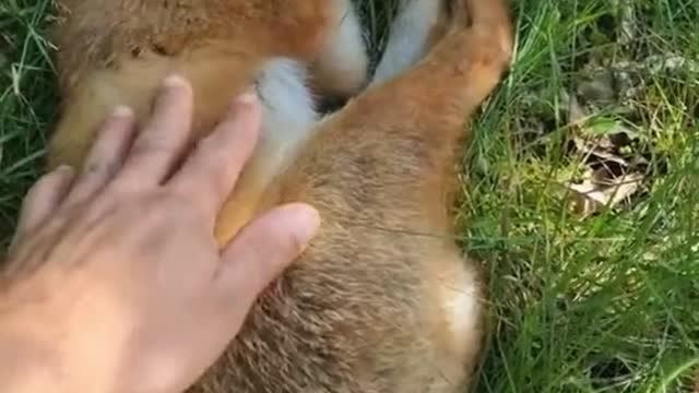 red fox sleeping in the forest