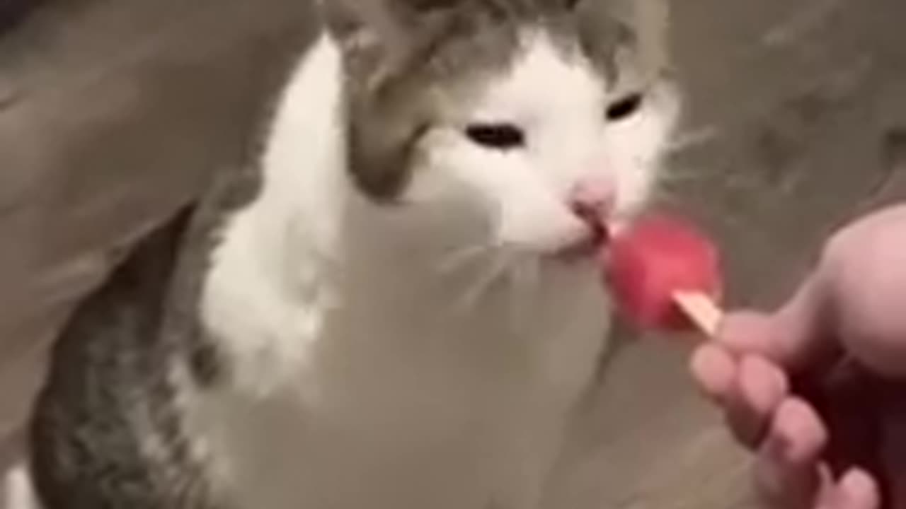 Animals are the funniest