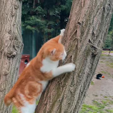 See how beautiful the Cat is growing on the tree ...