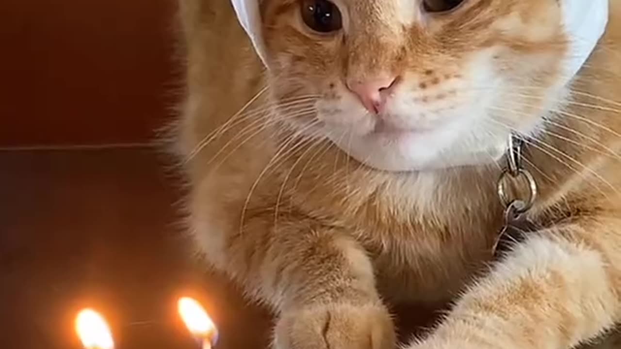 Cat Birth day celebrates.