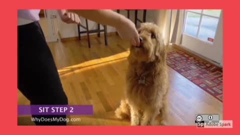 How to train your dog to sit step-2