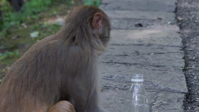 funny animals