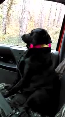 Perro agotado se queda dormido estando de guardia para cazar ciervos