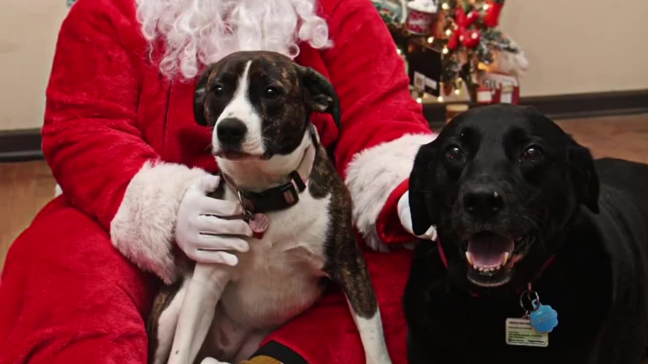 DOGS SURPRISE CHRISTMAS