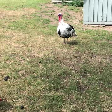 Dad & daugther talks with A turkey