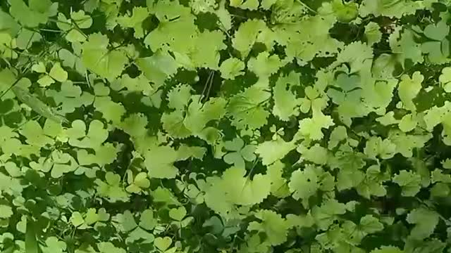 Patches of green