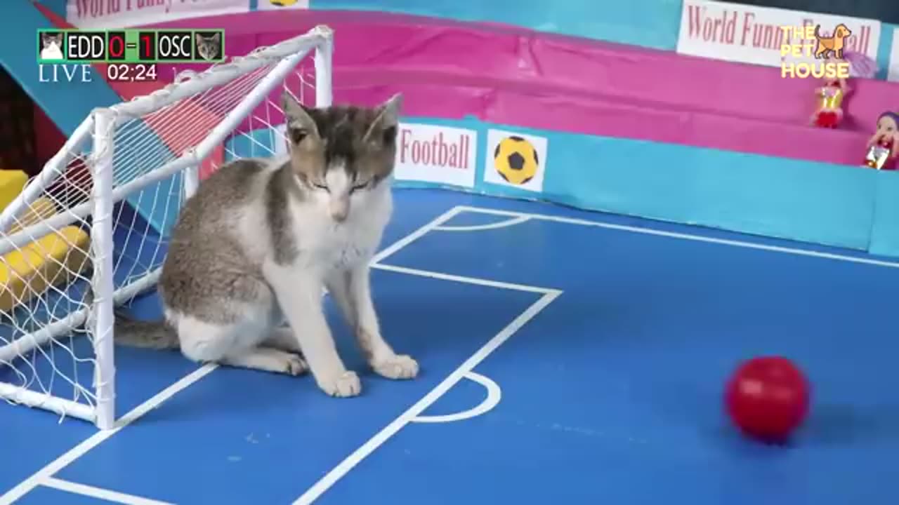 Funny cat playing football.