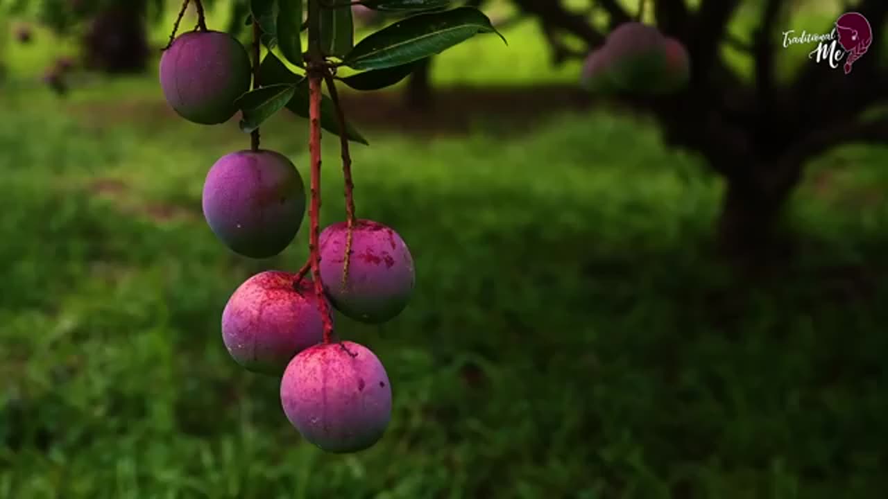 Juicy & Purple Vilad mangoes! Desserts & easy Mango rice were surprisingly delicious| Traditional Me