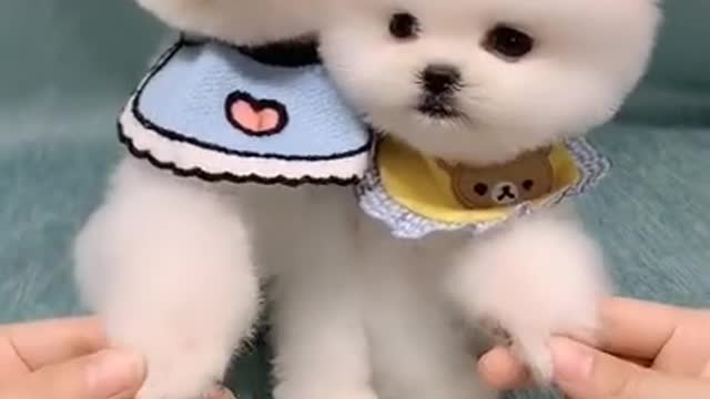 Most adorable, lovable funny and small cutest pet