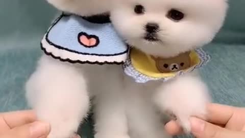 Most adorable, lovable funny and small cutest pet