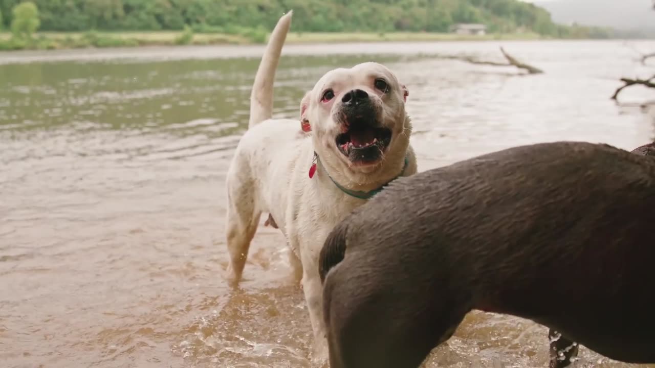 Angry dog fight. and smart dog play.