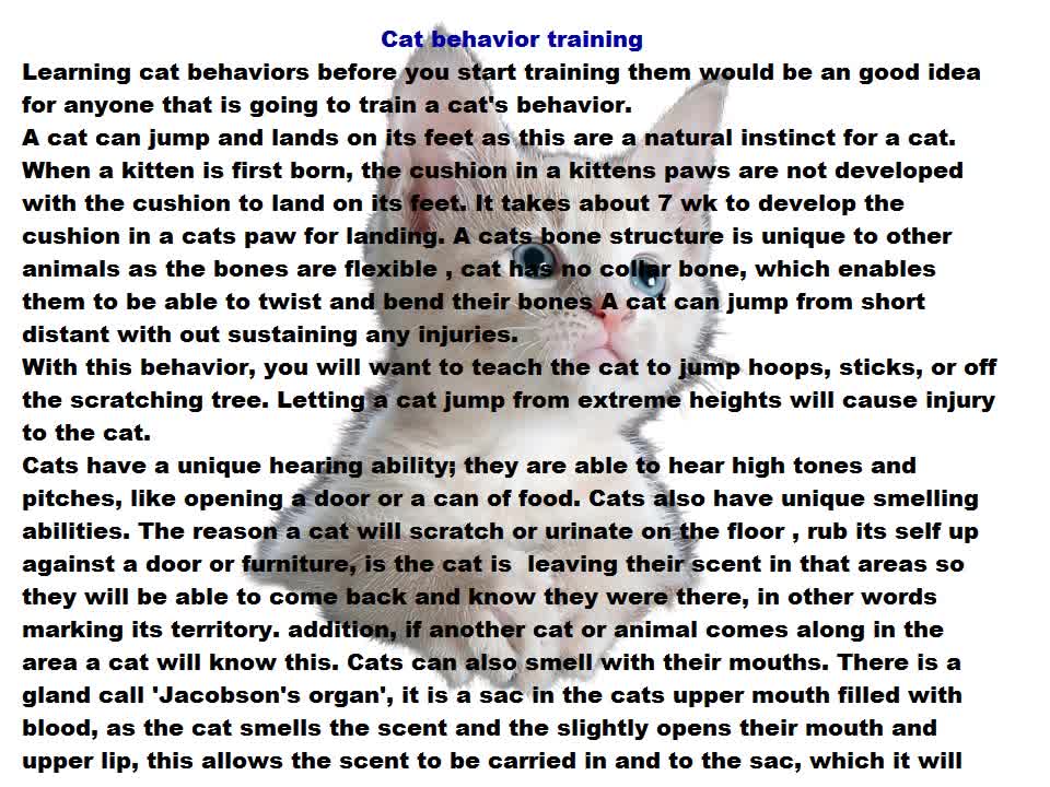 Cat training behaviour