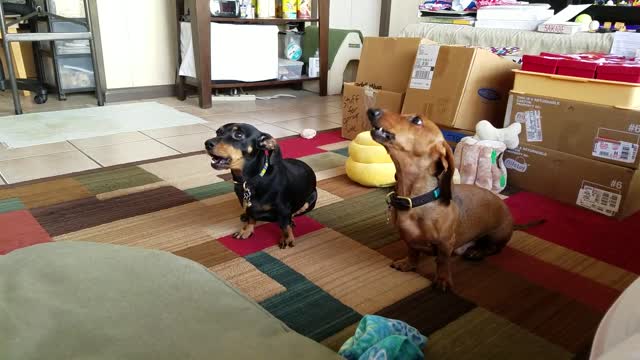 Pair of singing dachshunds look like they forget words to song