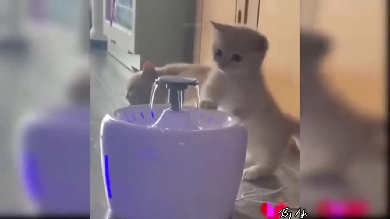 Cute Cat Playing with water