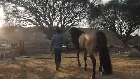 A rancher and horse at a ranch