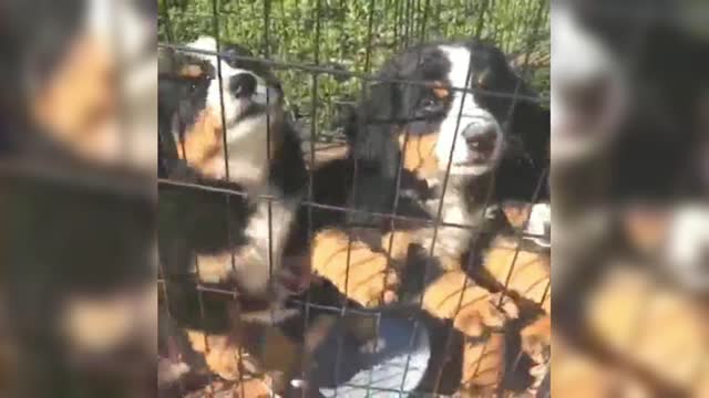A lot of Bernese Babies are standing and looking at you