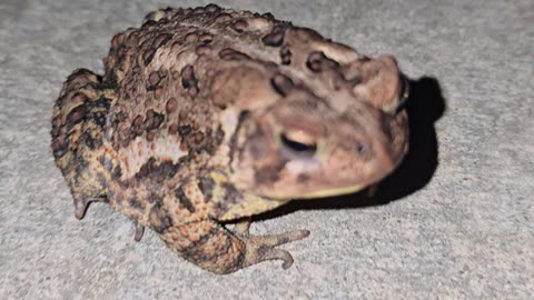 American Toad.