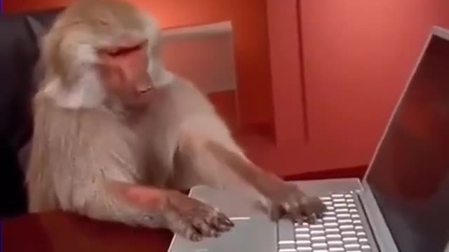 Monkey business on laptop