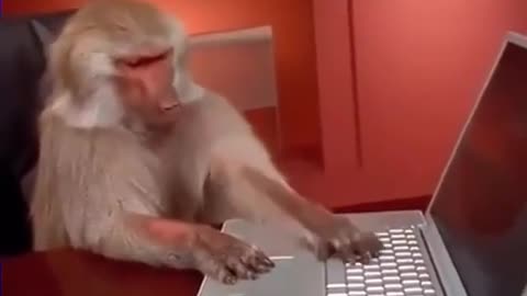 Monkey business on laptop