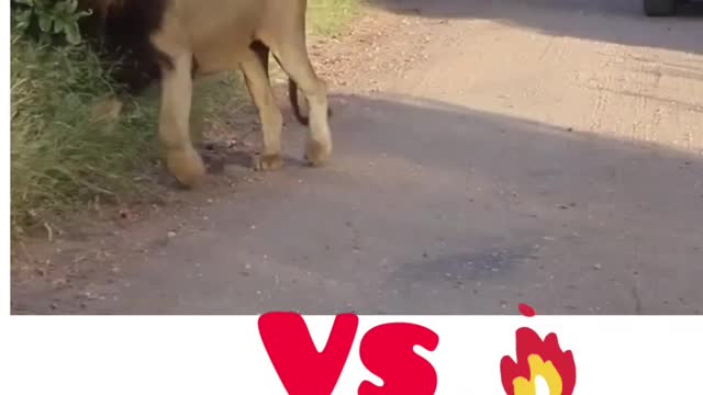 Lion scentmarking vs tiger scent marking