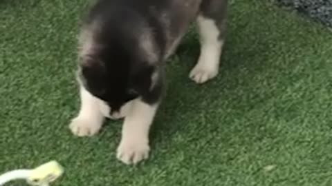 A cute puppy is playing with a toy.