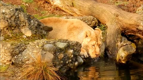 Funny thirsty lion