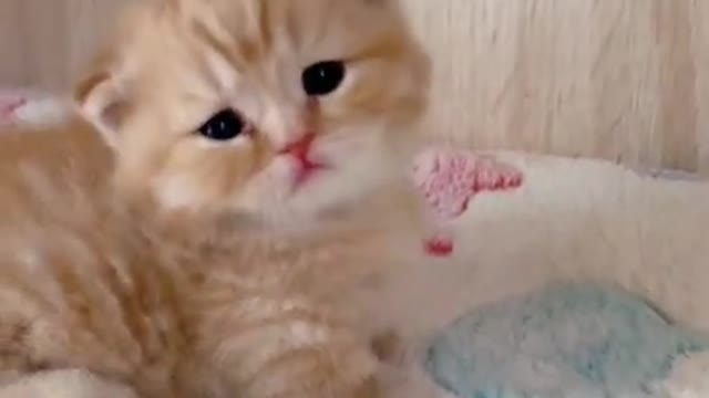 OMG So Cute ♡ Best Funny Cats and Dogs Compilation cute