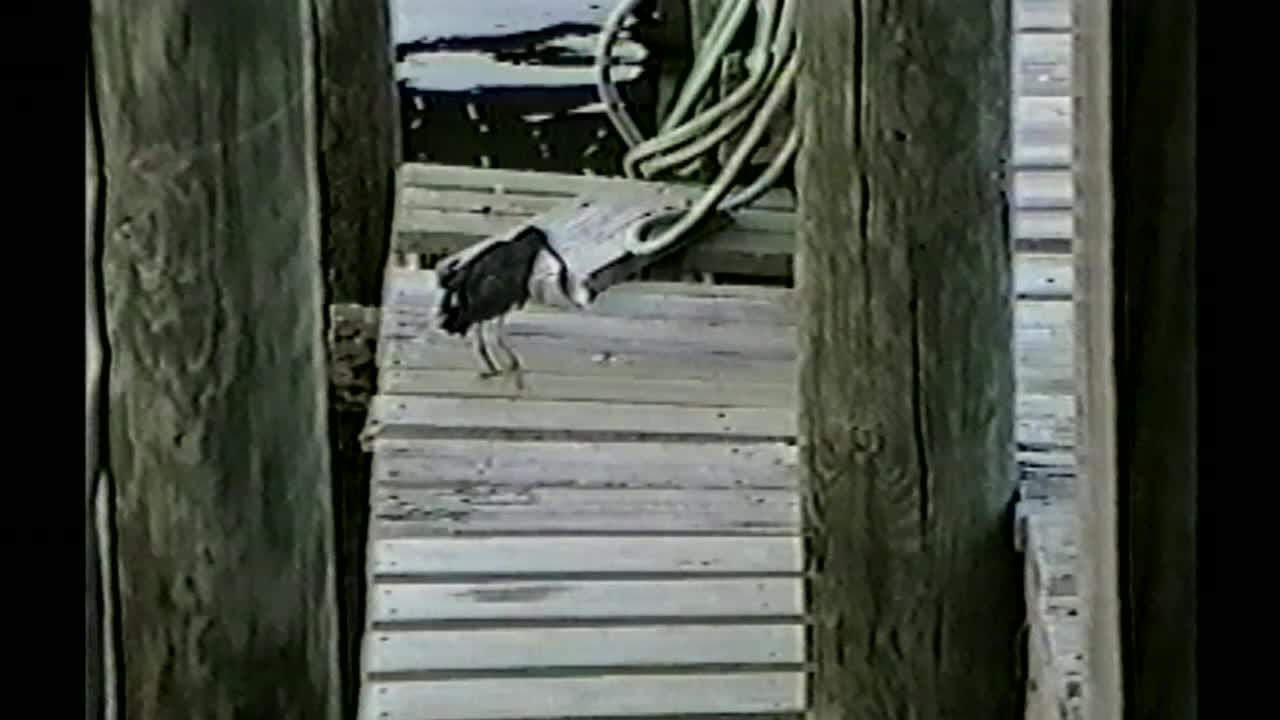 Intelligent Bird Uses Bread Bait To Catch Small Fish Off Pier