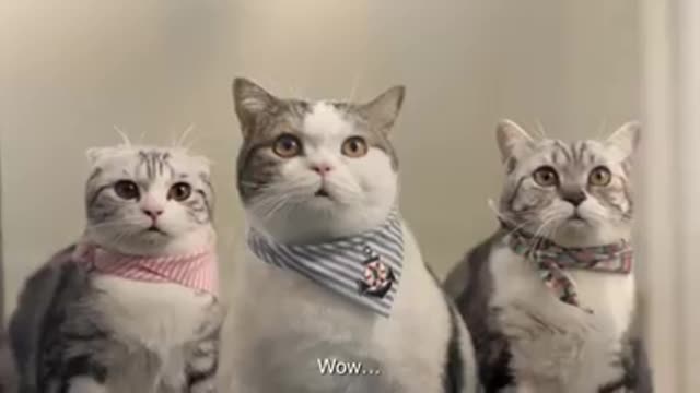 Funny thai commercial about cats