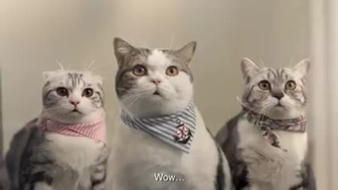 Funny thai commercial about cats