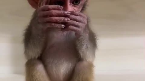 Monkey | Sorry