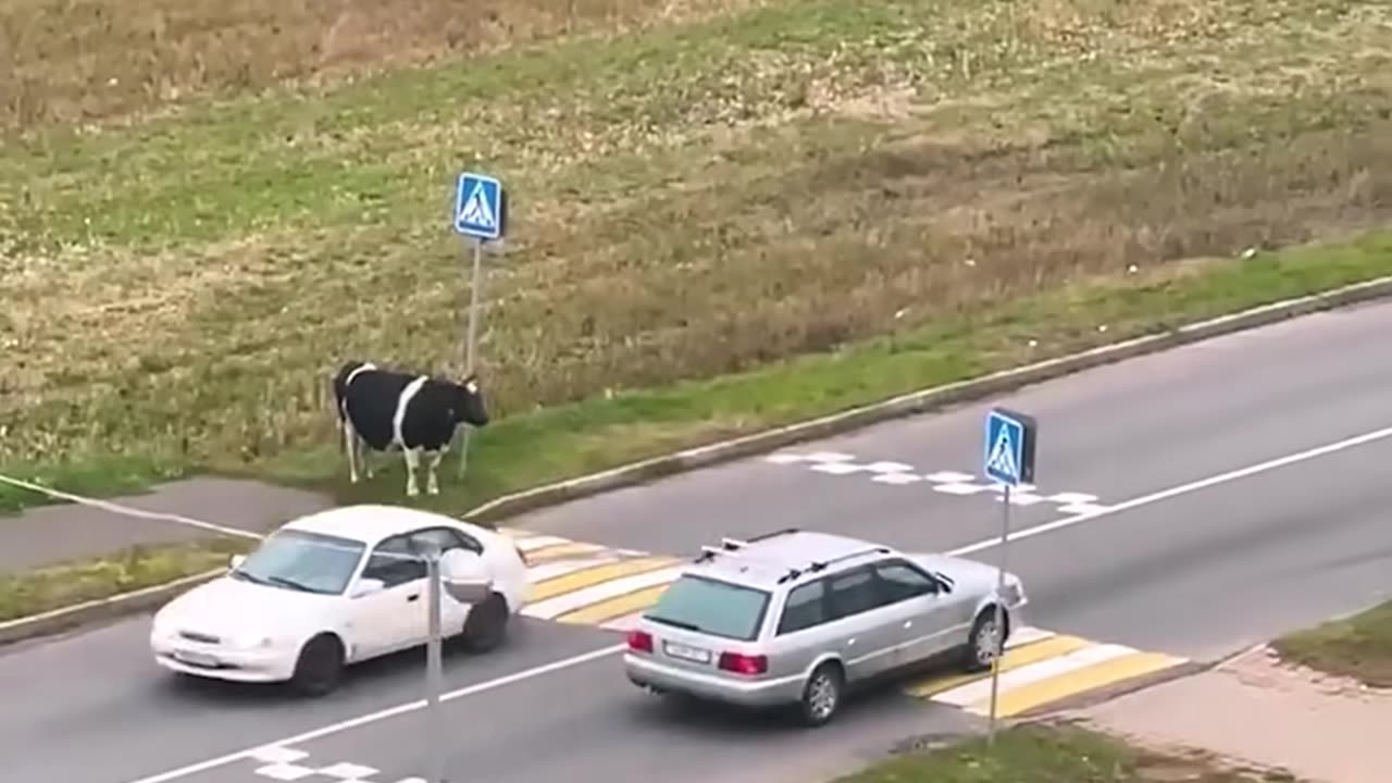 This cow has moo-ving traffic manners!