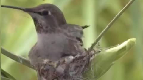 Persistência Amor e Carinho