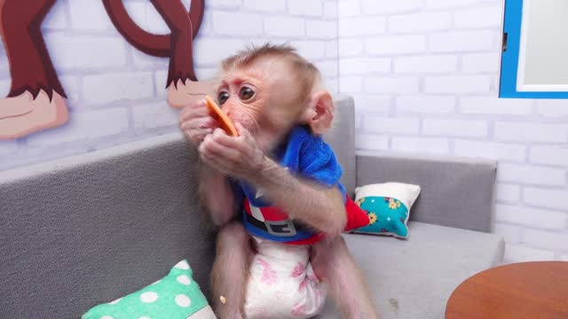 Satisfying video Cute Baby Monkey animals| Zozo Monkey go to toilet and eat Surprise Eggs with Puppy