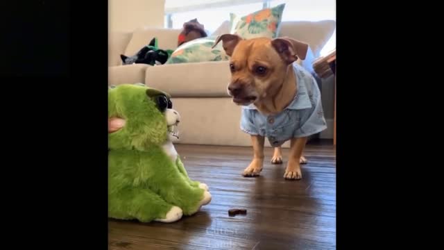 CUTE PUPPY VIDEOS NICE FUNNY VIDEOS all animals