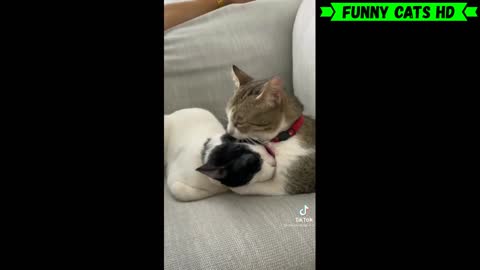 Funniest and Cutest Cat Videos to Keep You Smiling!😻 Don't try to hold back Laughter 😹2021-2022