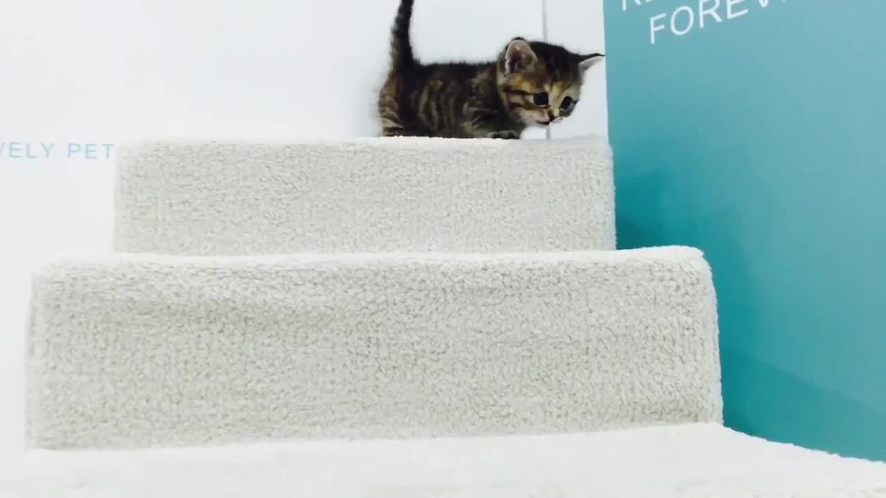 Cute Tiny Kitten Having Fun