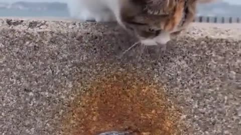 cute and smart cat