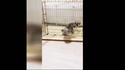 Funny Animals Playing #cute #funny