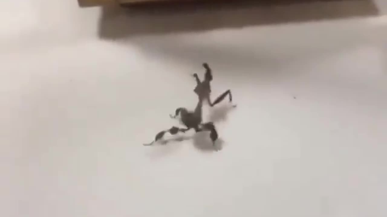 Funny Animal Videos