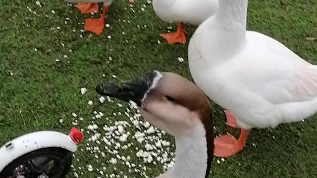 Les Cygnes sont très jolies 🦢🦆🕊️