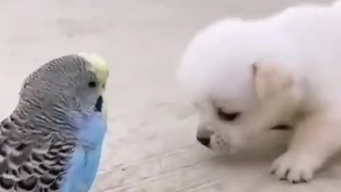 Baby dog lovelife