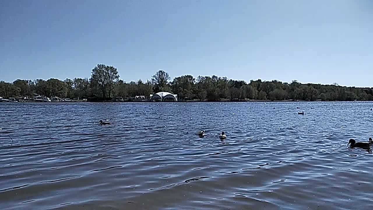 Water. Nature. Ducks (slow motion). Part 2.