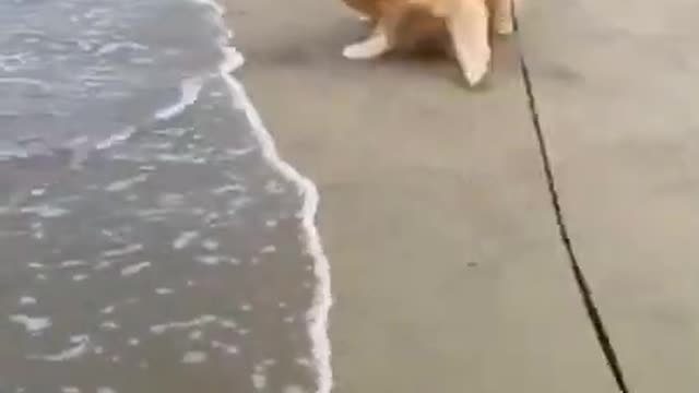 Dog trying to go away from sea waves