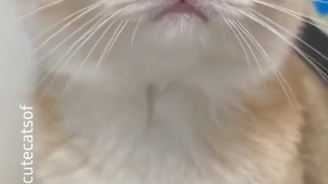 Cute and fun animals