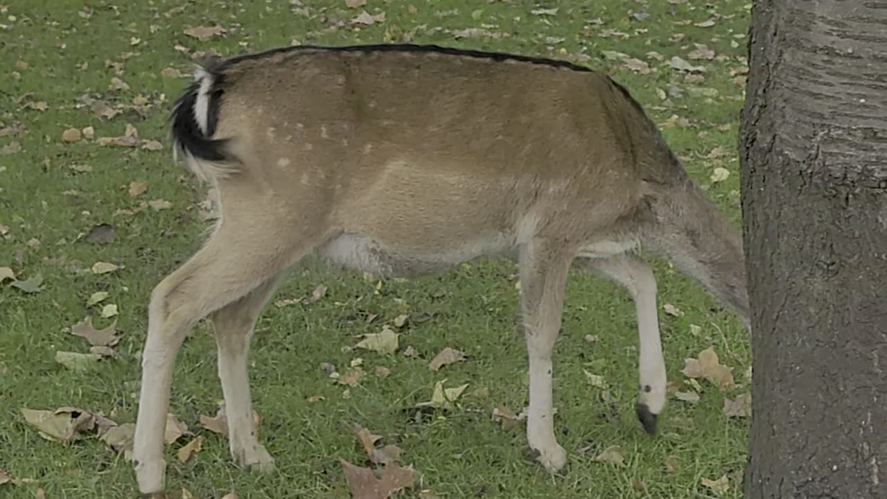 Deer Park at Magdalen College, Oxford University