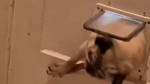 Сука)))