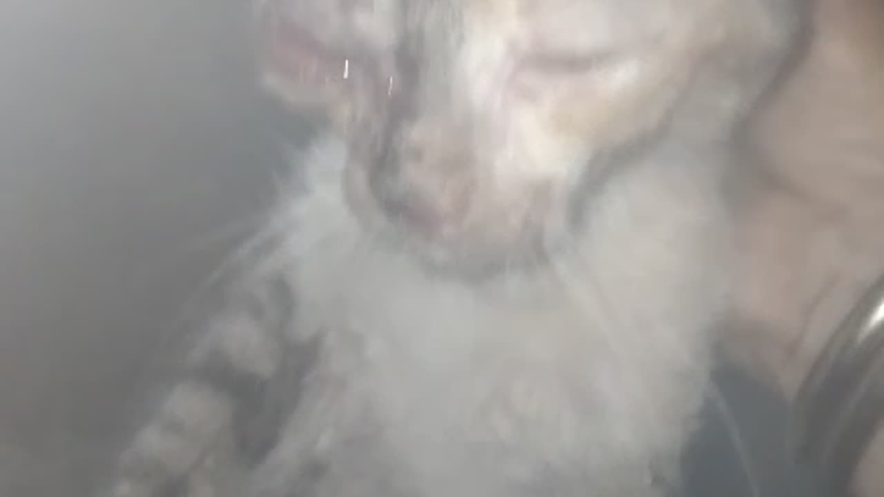 Injured Cat in Ghatkopar