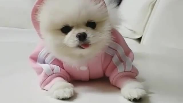 A dog lying on the sofa.